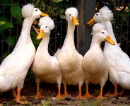 Фото Чубата качка