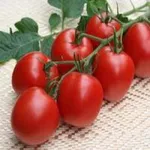 Фото Кінешма F1