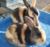 Фото Арлекін