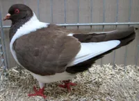 Фото Богемський голуб