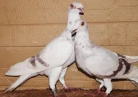 Фото Польський листоноша