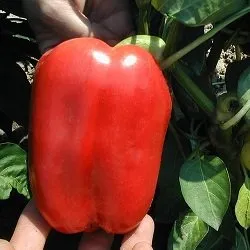 Сорти перцю Нікіта F1 / Nikita F1