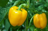 Фото Аленушка F1