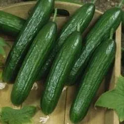 Сорти огірків Термінатор F1