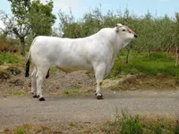 Фото Кіанська