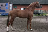 Фото Торі (Tori)