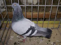 Фото Клузький турман