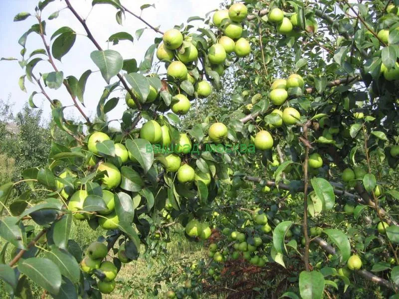 Скороспілка з Мичуринска