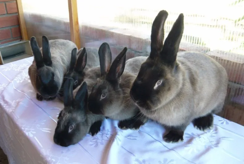 Вірменський (Радянський) Мардер