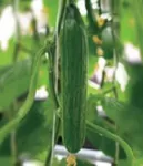 Фото Рафаель F1