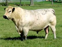 Фото Американська Біла (American White Park)