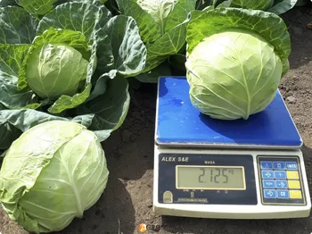 Сорти капусти Глобус