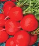 Фото Редис Сакса