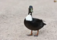 Фото Померанська