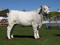 Фото Романьйола (Romagnola)