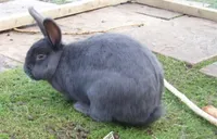 Фото Віденський блакитний