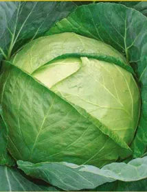 Сорти капусти Сніжинка F1