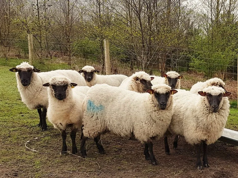 Шропширська (Shropshire)