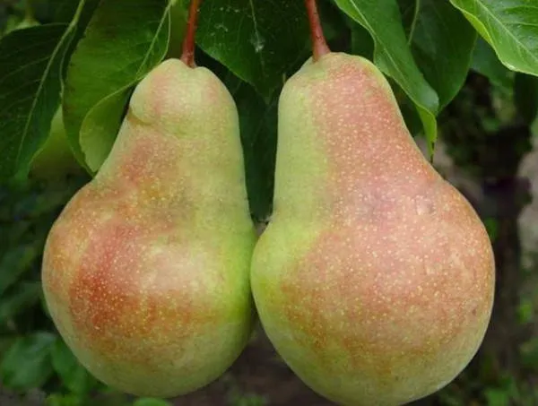 Самарська красуня