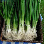 Фото Савел / Savel