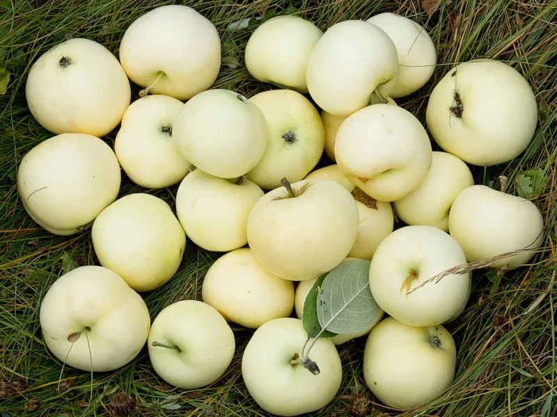 Білий налив