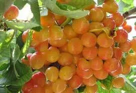 Сорти черешні Любава