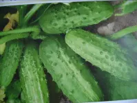 Фото Левадний F1