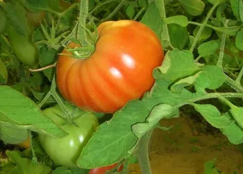 Сорти помідорів Наша Маша F1