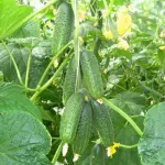 Фото Рацибор F1