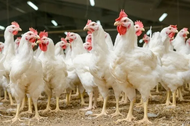 Аскаридіоз Курей