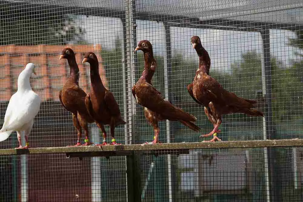 Старгардський шиєбійний турман