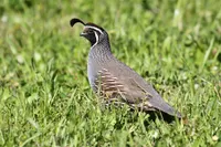 Фото Каліфорнійська