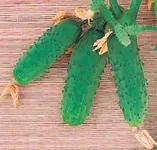 Фото Три танкісти F1