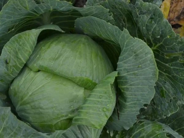 Блоктор F1 / Bloktor F1