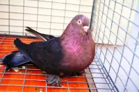 Фото Кримський Високольотний