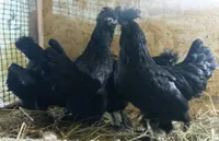 Фото Сибірська Мохноножка