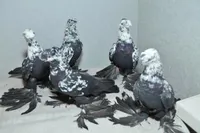 Фото Узбекський льотно-ігровий