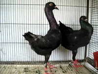 Фото Мальтійський голуб