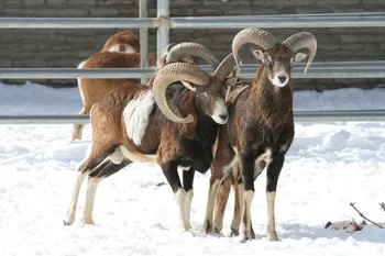Породи овець Муфлон (Mouflon)