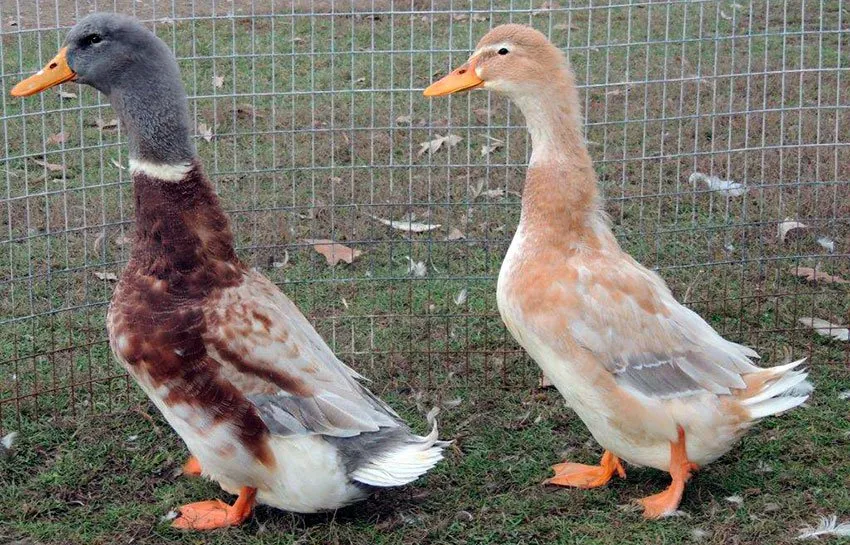 Саксонська