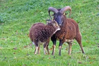 Фото Соуй (Soay)