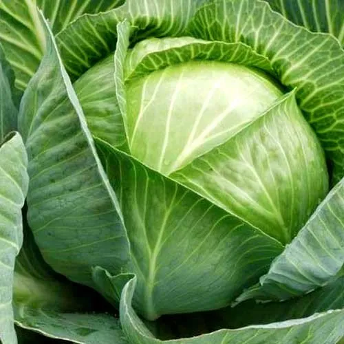 Харківська зимова