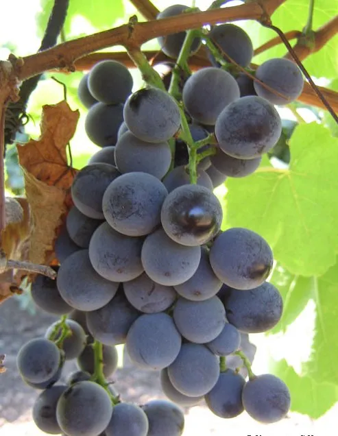 Балабановський