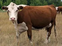 Фото Казахська білоголова