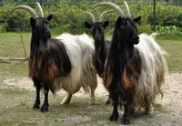 Фото Валлійська Чорношия