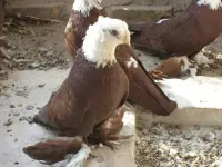 Фото Благодарненські бійні