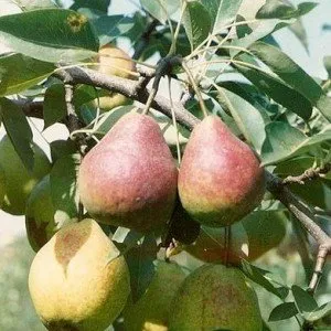 Рання Сергеєва