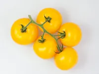 Фото Гуальдіно F1 / Gualdino F1