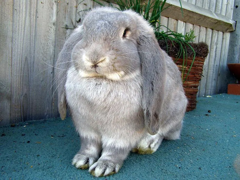 Французький Баран