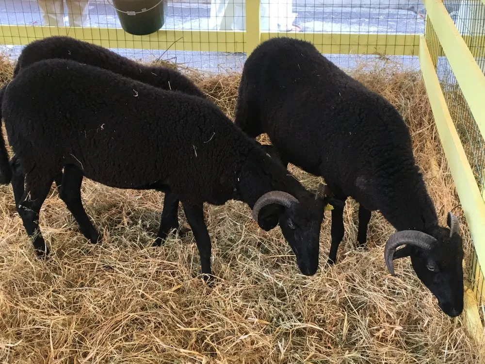 Масайська (Massese)